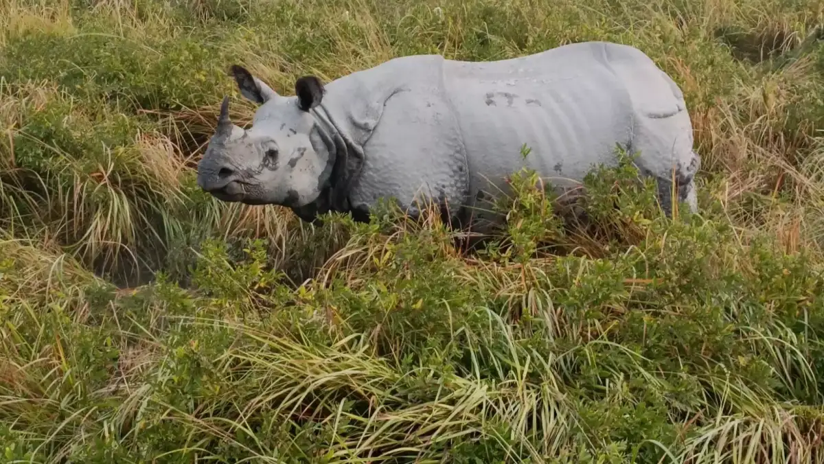Guard killed in rhino attack at Kaziranga National Park and Tiger Reserve - 4
