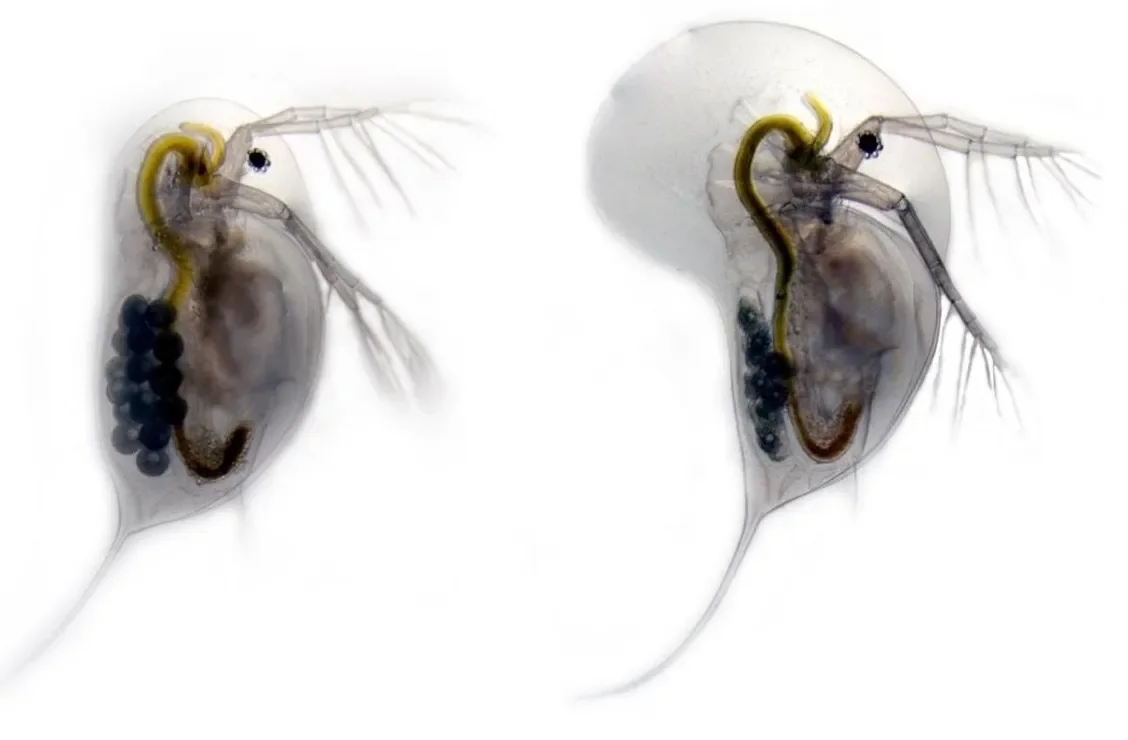 Why some water fleas suddenly grow helmets: Key receptors reveal how predator warnings trigger defense - 3