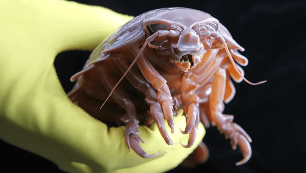 Deep-sea supergiant isopods last years without food by using a two-part survival system - 3