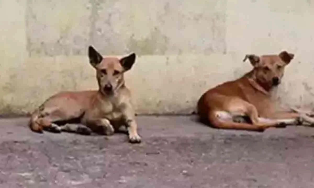 Sterilisation, vaccination of community dogs intensified in Perambalur - 3