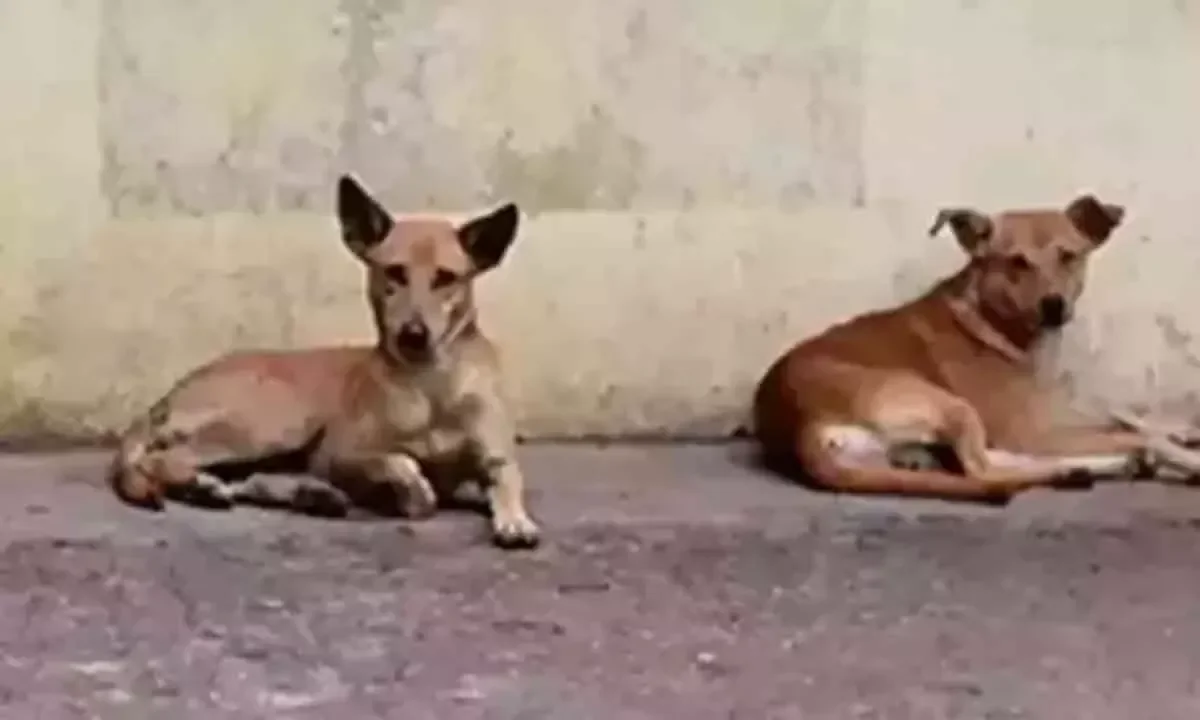 Sterilisation, vaccination of community dogs intensified in Perambalur - 4