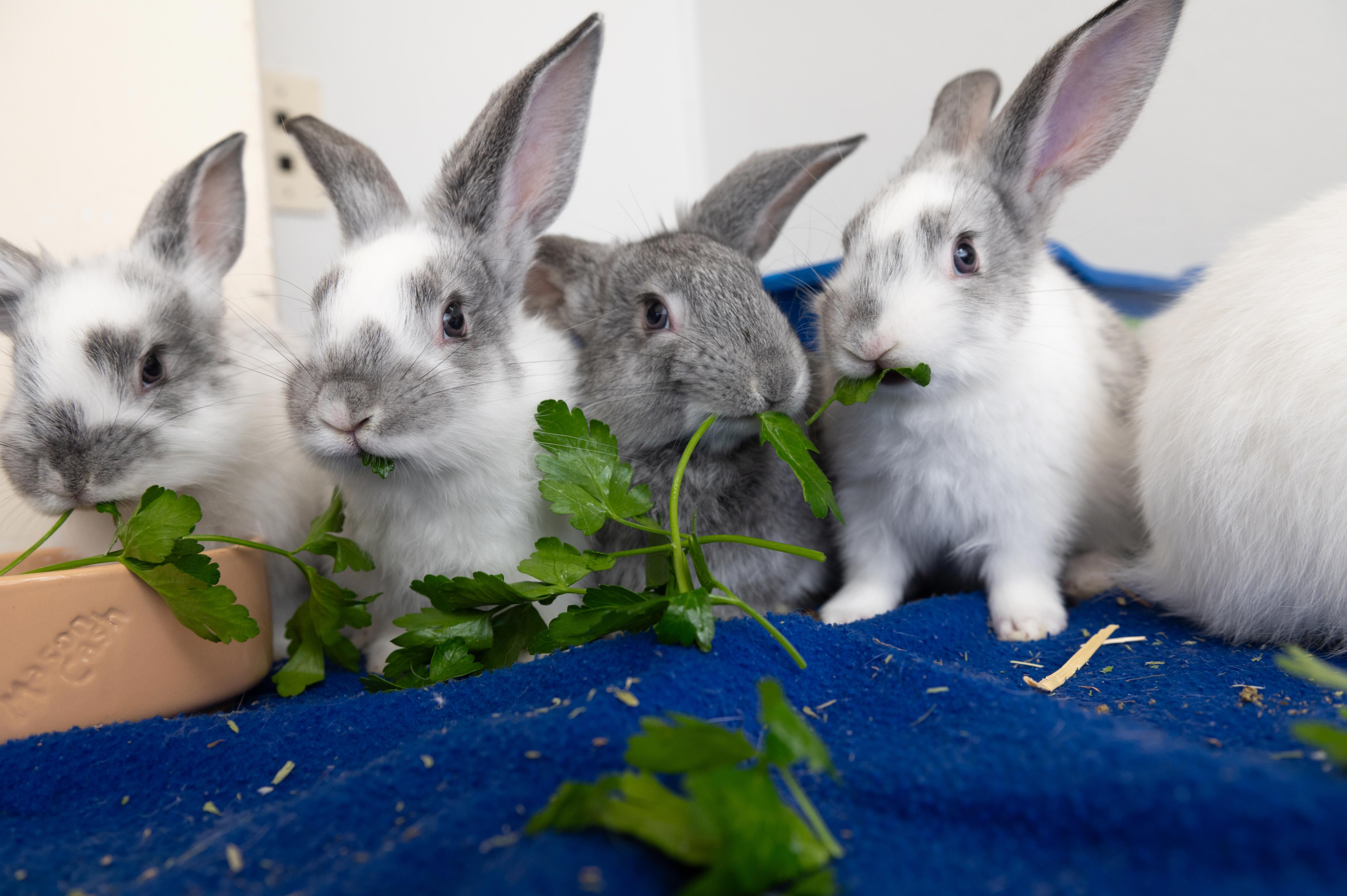 Meet 'Junior': The 21lb Easter bunny whose tiny playmate likes to snuggle under his giant ears... but owning a rabbit drastically increases YOUR risk of insomnia, studies find - 3