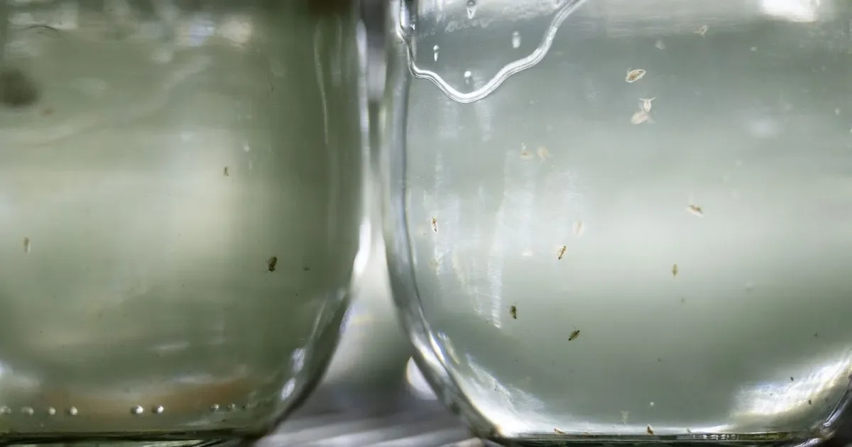 Why some water fleas suddenly grow helmets: Key receptors reveal how predator warnings trigger defense - 2