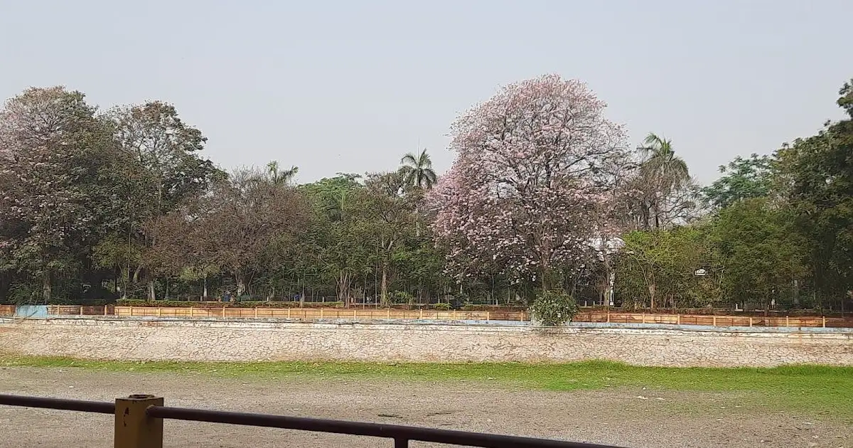 Colourful Hyderabad Blossoms in Spring - 1