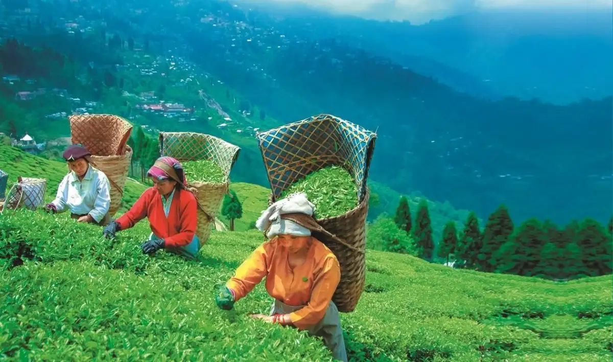 Tea workers’ wage hike notified in poll-bound Assam - 2