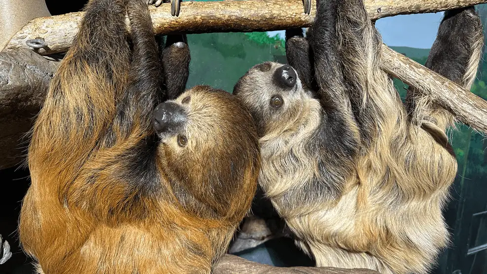 31 Sloths Acquired by an Orlando Animal Attraction Died, Officials Say - 1