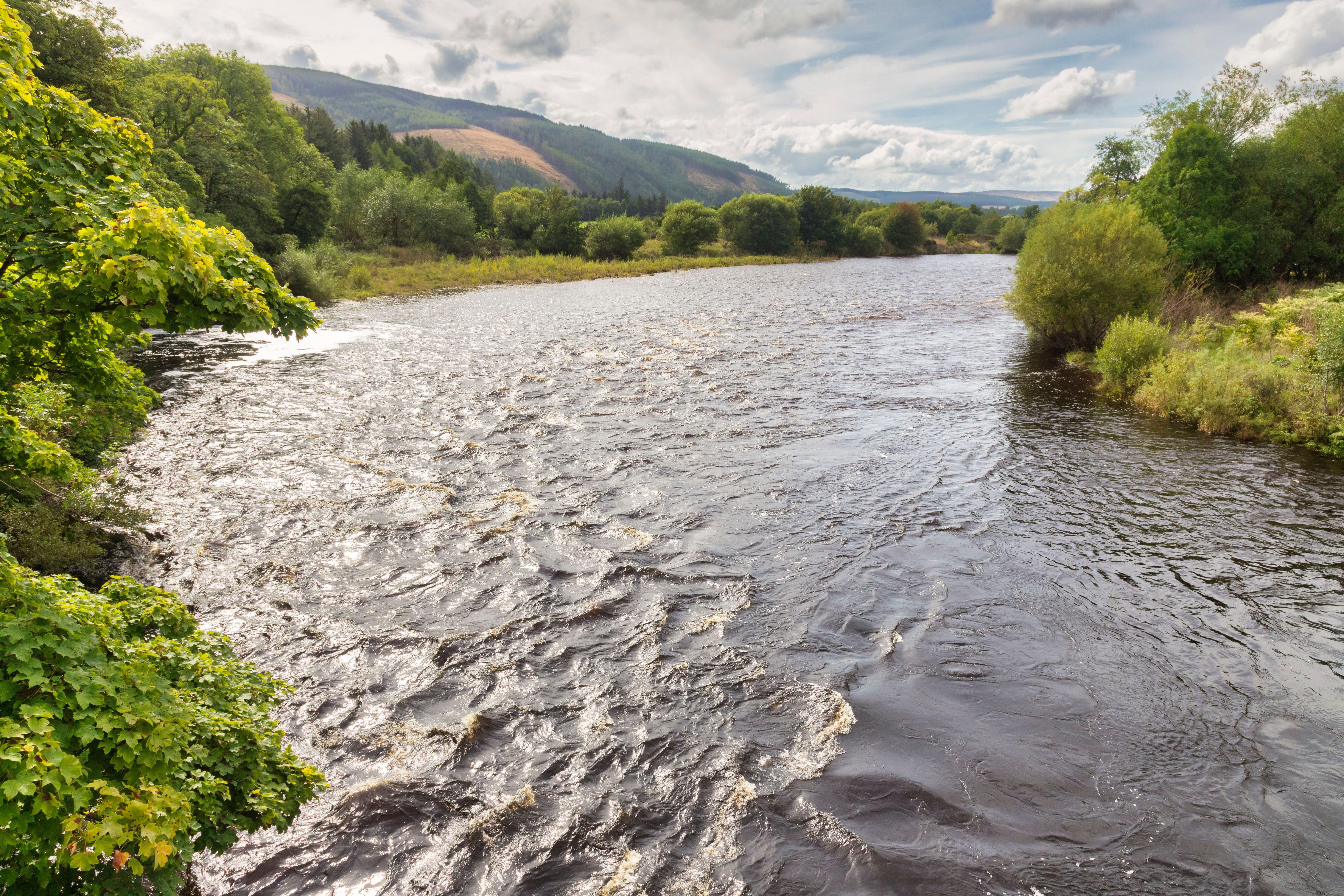 Fish, eels and birds killed in river pollution incident - 3
