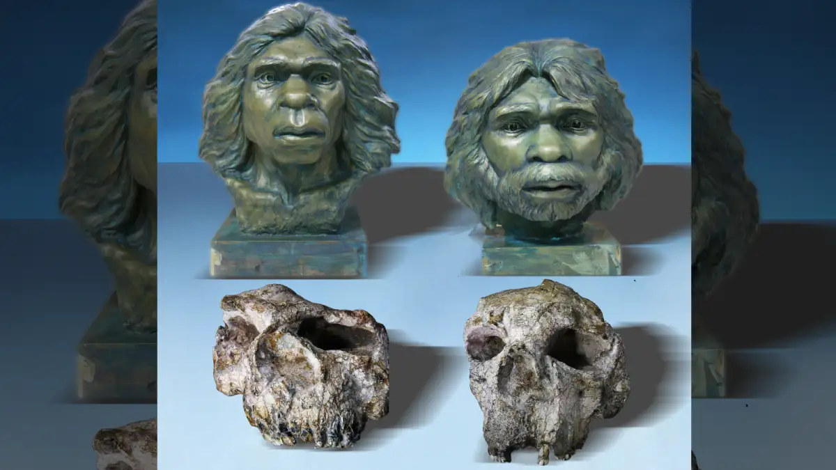 "Million-year-old" fossil skulls from China are far older—and not Denisovans - 1