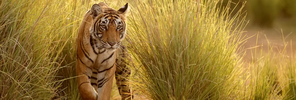 South African upstart flirts with Tiger's record - 1