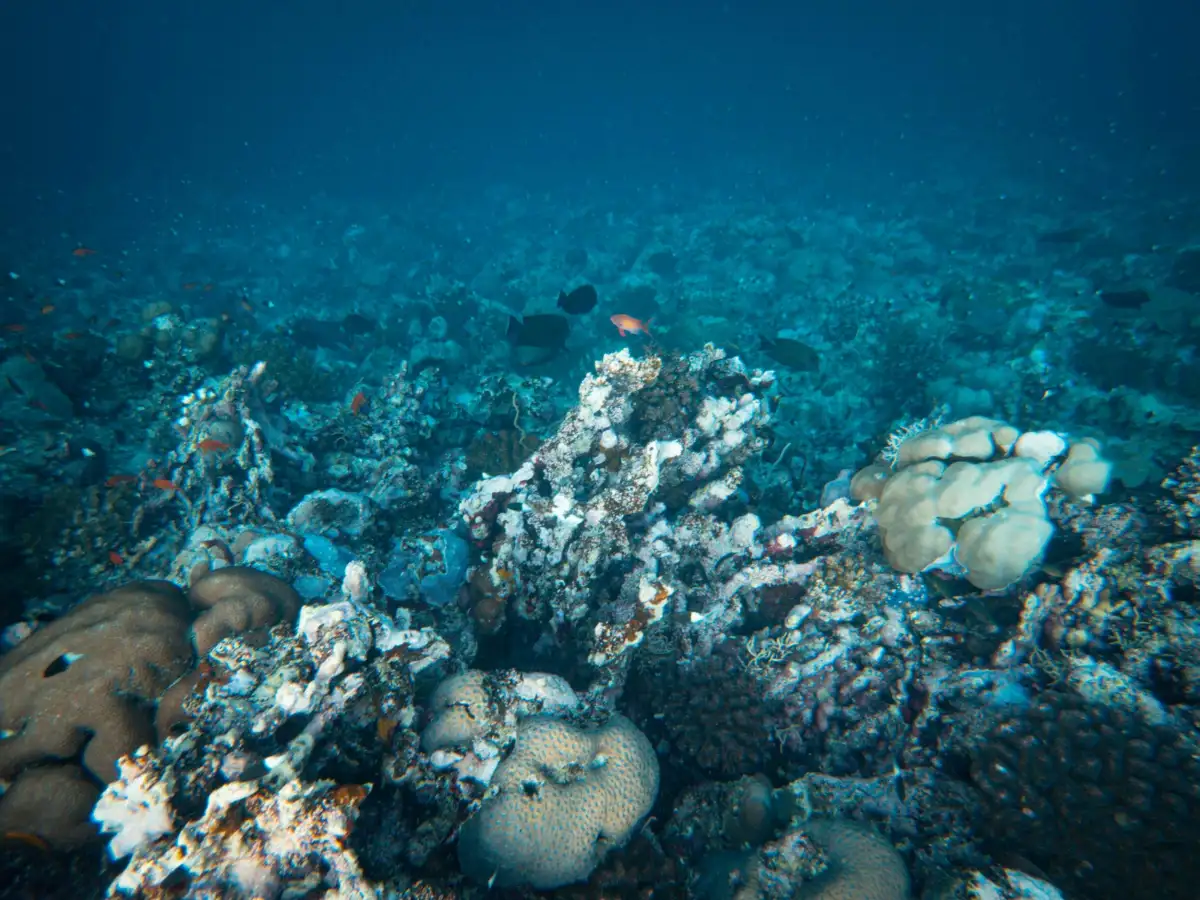 Ocean acidification is ruining reef fishes' social lives, study finds - 1