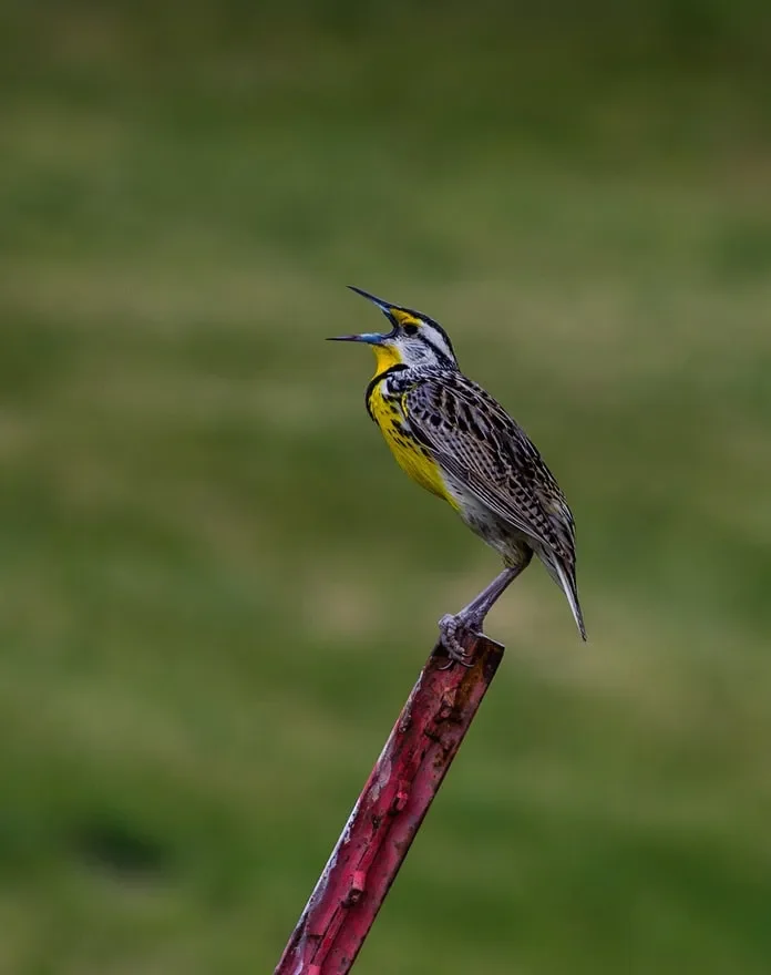 Songs play a greater role than plumage color in limiting bird hybridization, study suggests - 2