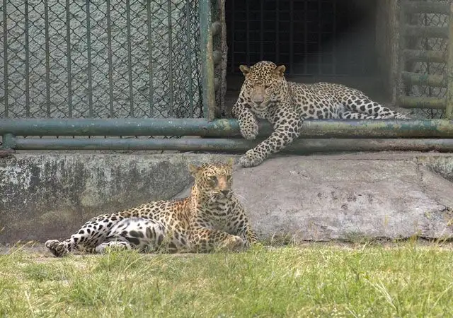 Maharashtra to send 50 leopards to Reliance Foundation's Vantara facility in Gujarat: Sources - 2
