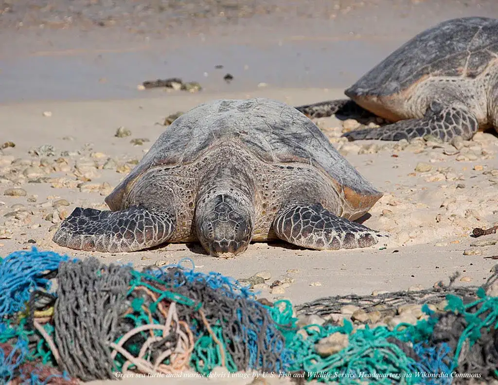 Hawaiian green sea turtles emerge as reef defenders against invasive algae - 4