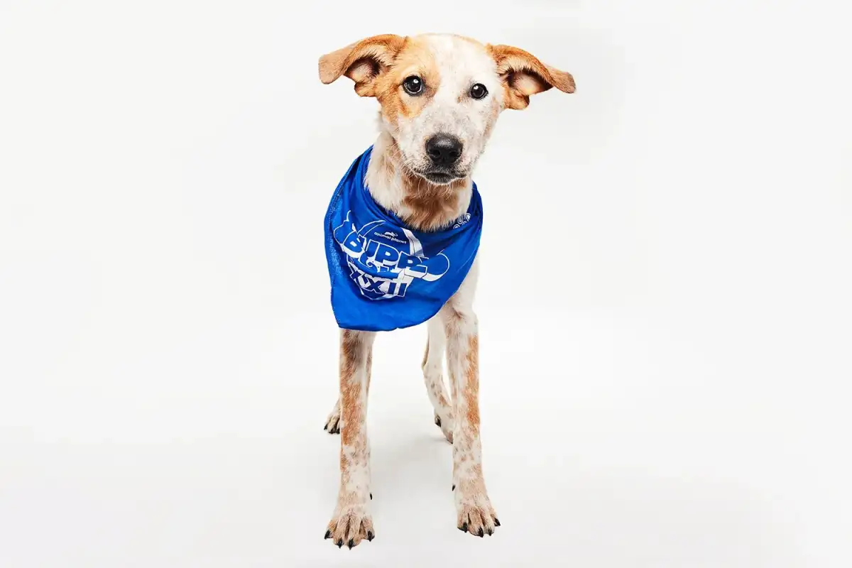 Puppy Bowl 2026: Meet the Paw-some Pups Playing in the Competition - 4