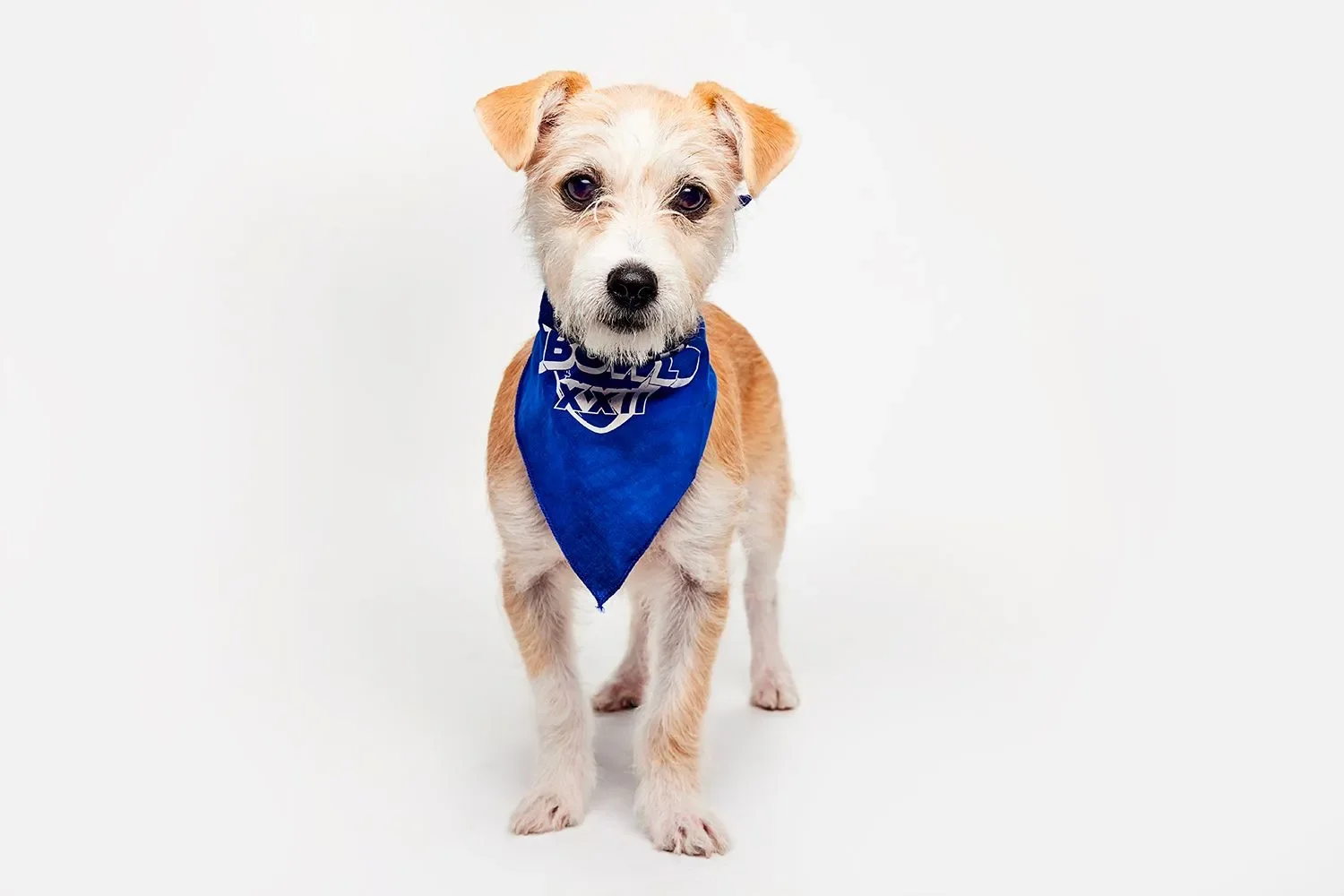 Puppy Bowl 2026: Meet the Paw-some Pups Playing in the Competition - 3