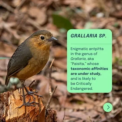 Conservation genomics faces growing calls to center Indigenous knowledge and data rights - 2