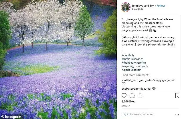 Walkers urged not to trample fragile bluebells - 3