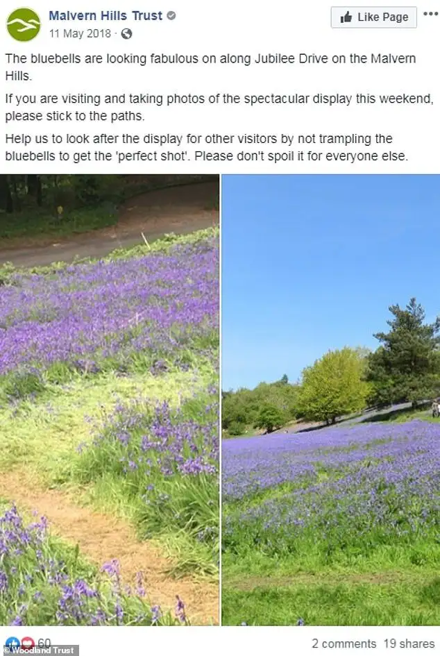 Walkers urged not to trample fragile bluebells - 1