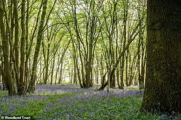 Walkers urged not to trample fragile bluebells - 2
