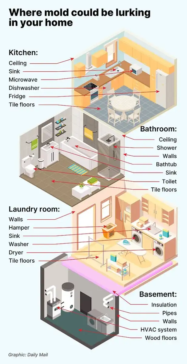 The locations in your home riddled with toxic mould - as new study confirms exposure as a child can cause serious lung issues all the way into adulthood - 1