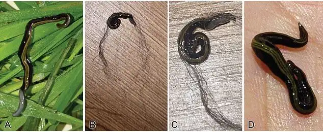 Urgent warning to pet owners as study reveals cats and dogs are quietly spreading an invasive WORM species through Europe - 1