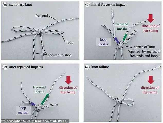 You've been tying your shoelaces WRONG: Scientists say the 'around the tree' method is inefficient - but a simple alternative takes less than one second - 1