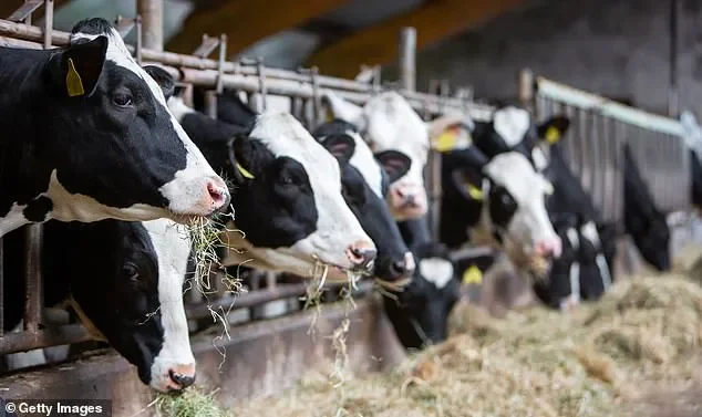 Raw milk warning: As middle class foodies hustle at farm gateways to get their mitts on trendy unpasteurised milk, experts reveal hidden dangers - 1