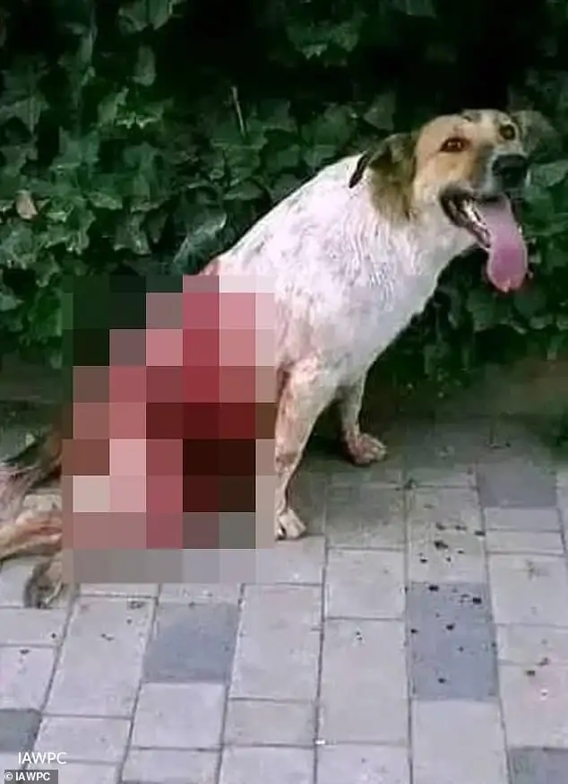 Outrage as three MILLION dogs to be 'massacred' by firing squad ahead of the World Cup - 1