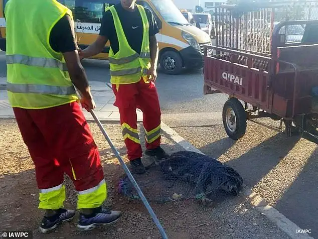 Outrage as three MILLION dogs to be 'massacred' by firing squad ahead of the World Cup - 3