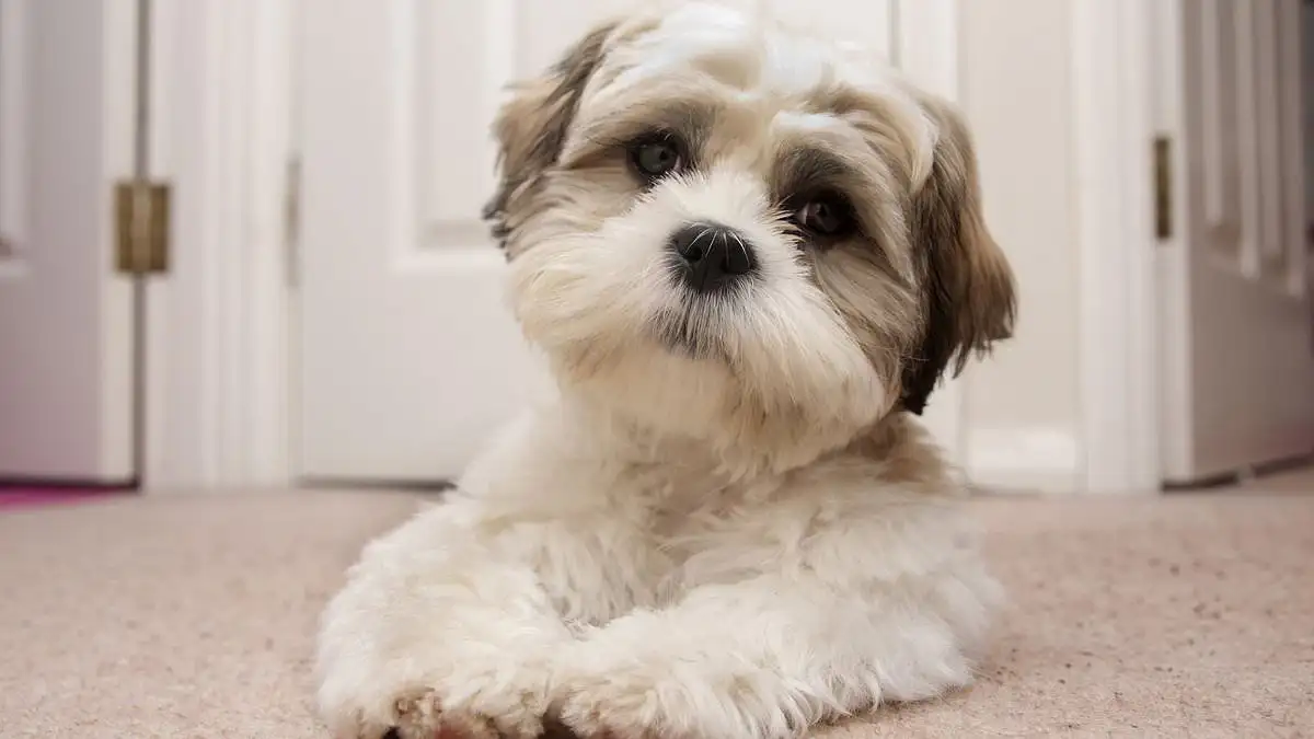 The truth about claims 67 dog breeds are being banned in UK - 4