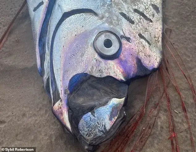 Rare 30-foot 'Doomsday fish' sighting by US tourists sparks ancient fears of imminent disaster - 1