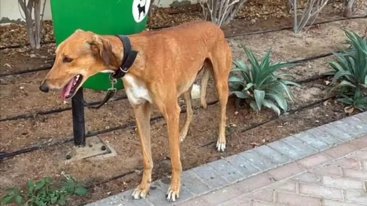 Dubai Influencers, Expats Abandon Pets; Euthanisation Requests Flood After Iran Attacks UAE - 2