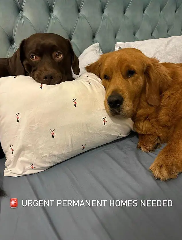 Dubai Influencers, Expats Abandon Pets; Euthanisation Requests Flood After Iran Attacks UAE - 3