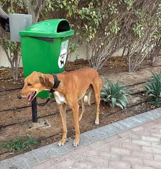 Dubai Influencers, Expats Abandon Pets; Euthanisation Requests Flood After Iran Attacks UAE - 4