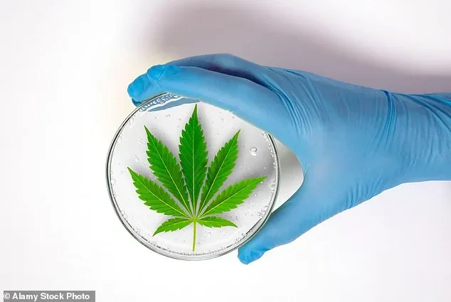 A mother who drowned her two sons in the bath. A father-of-two left in a psychotic state. The uncomfortable truth about Britain's creeping legalisation of the most dangerous drug of all - 1