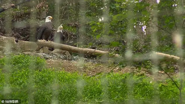 3 Bald Eagles Remain Missing from Sanctuary at Dolly Parton's Dollywood After Storm Damaged Enclosure - 1
