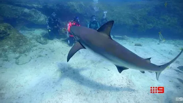 Angry Aussies rage over Nine's new SHARK! reality show: 'Very distasteful and disrespectful' - 1