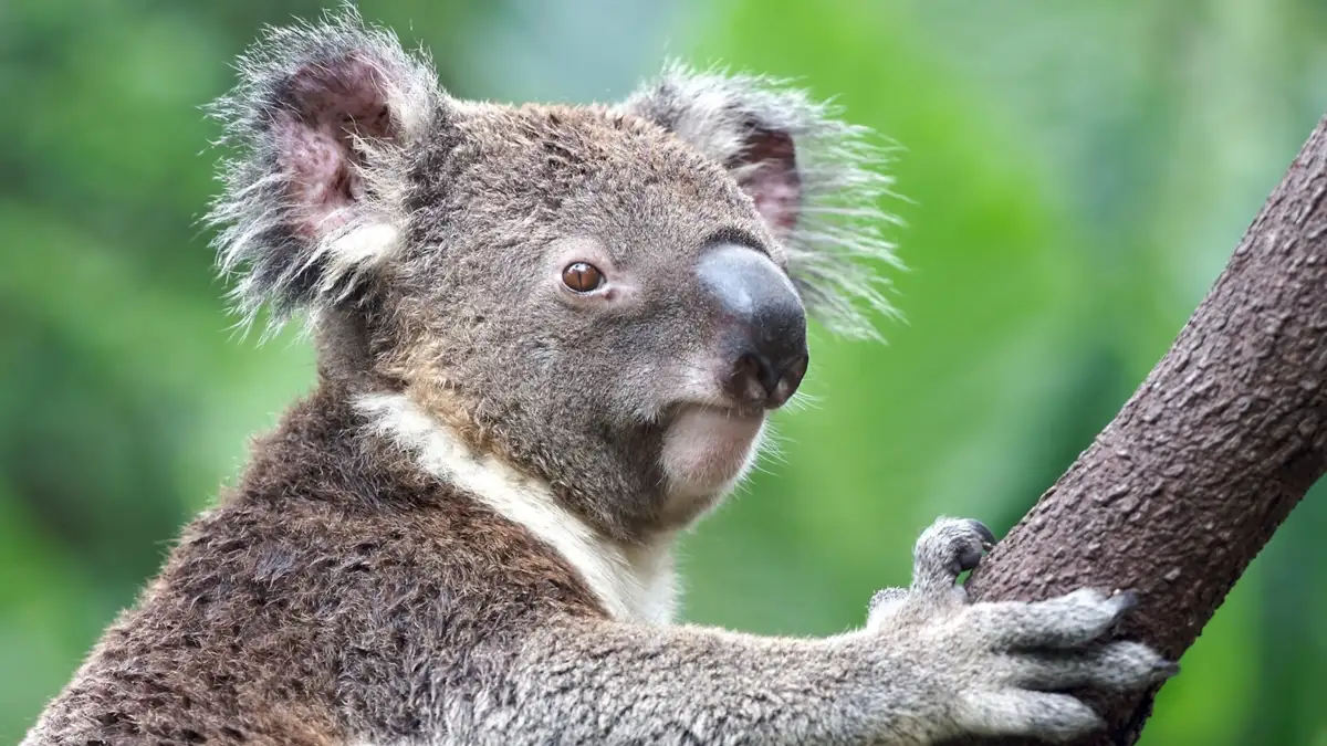 Quiz: Conditions and diseases with animals’ names - 2