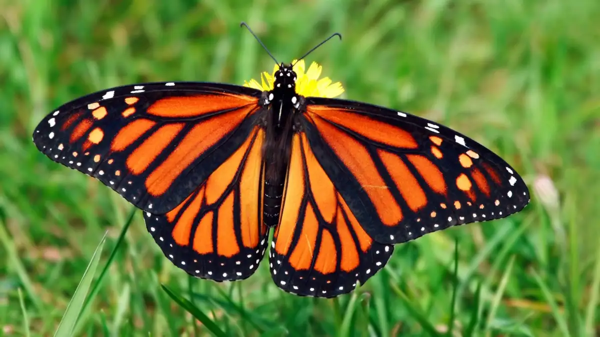 'Butterfly' molecule spotted at last, completing a 20-year quantum zoo hunt - 1