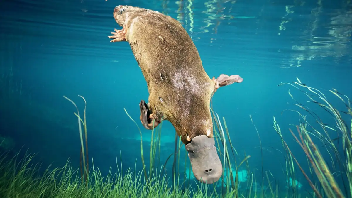 Platypus population expands to 20 in Australia's Royal National Park - 1