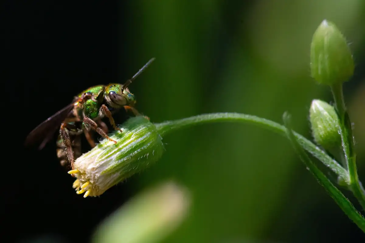Bees found an unlikely new food source, and it could reshape how a destructive forest disease travels - 2