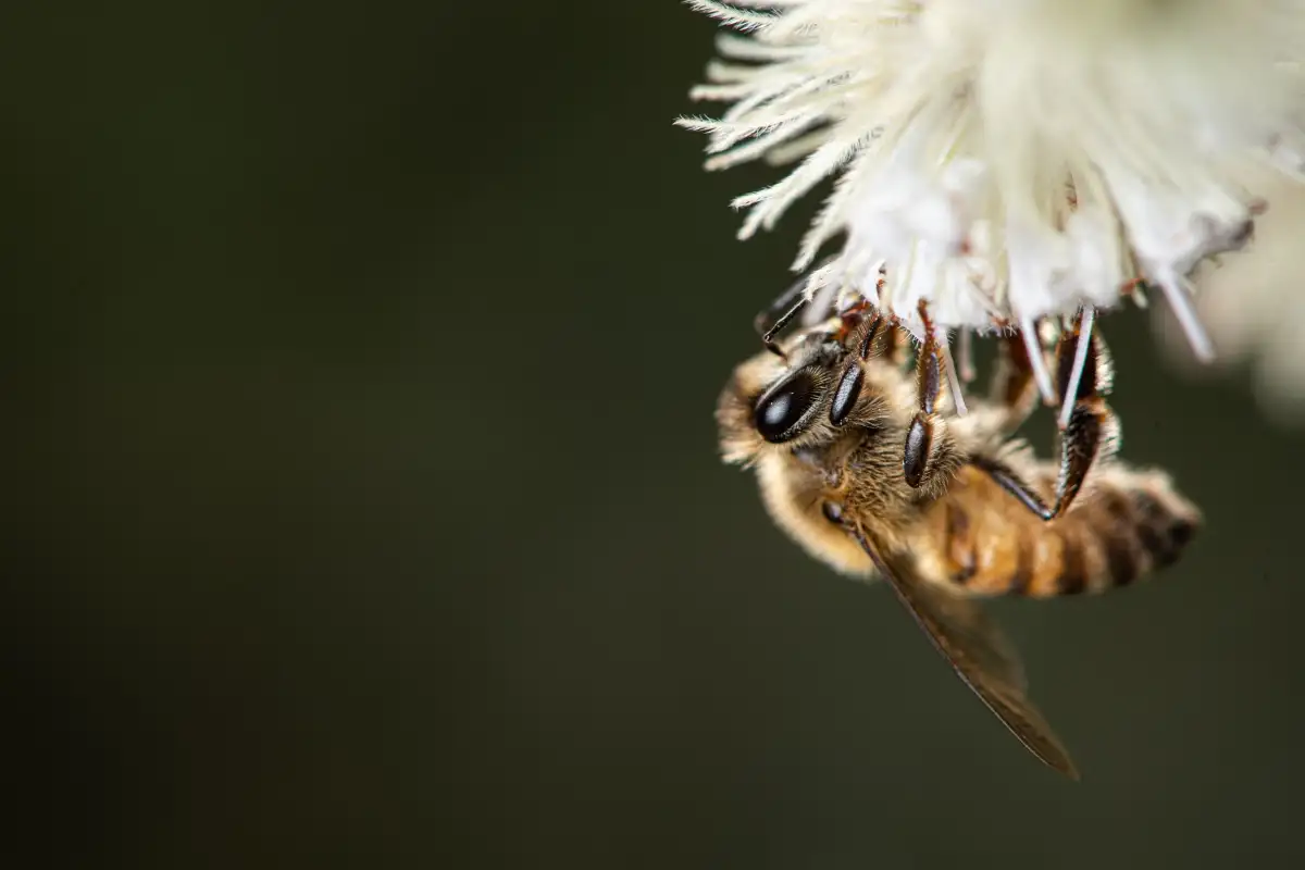 Bees found an unlikely new food source, and it could reshape how a destructive forest disease travels - 4