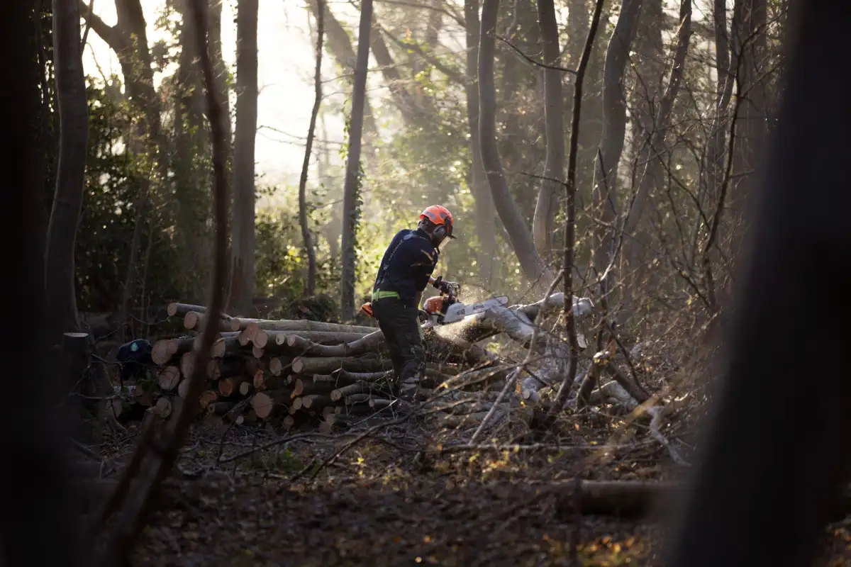 How do you restore the wild spaces of a corner of England? - 2