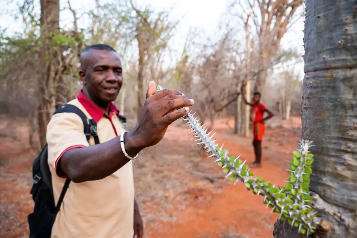 Lemurs Love This Fruit That Is Choking Madagascar’s Forests - 4