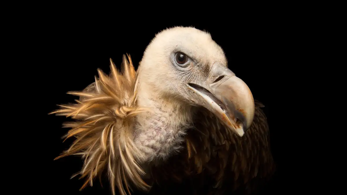 Vultures on the rise: Study provides evidence of population increase and delayed migration in western North America - 1