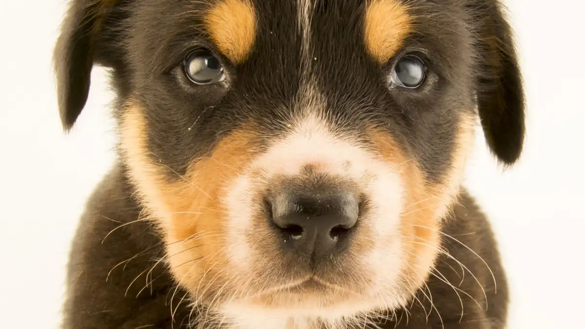 Dogs 'rethinking every part of our operation; - 1