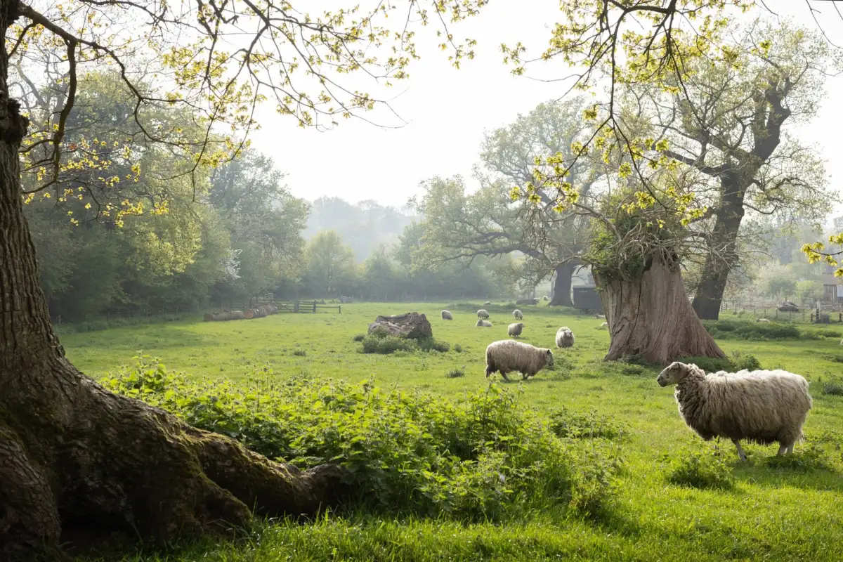 How do you restore the wild spaces of a corner of England? - 4