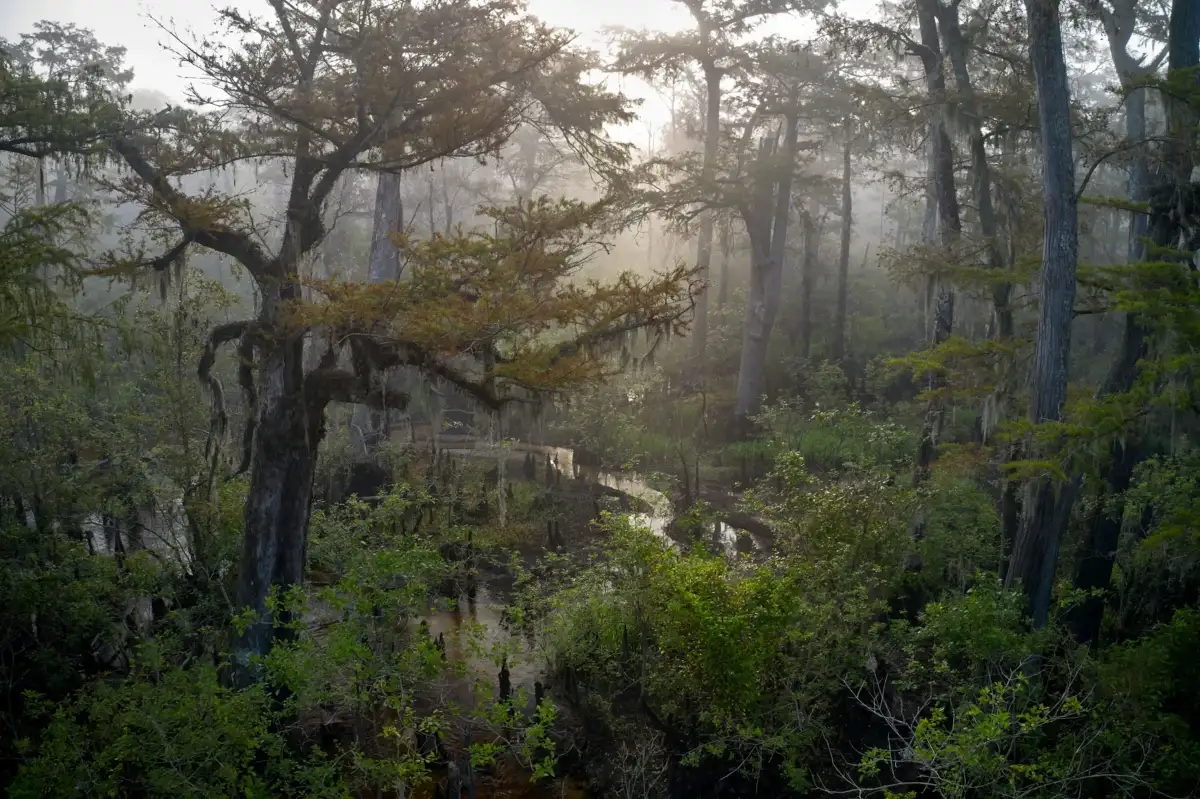 Wetlands loss has increased residential flood insurance claim payments by $10 billion across the US, study finds - 2