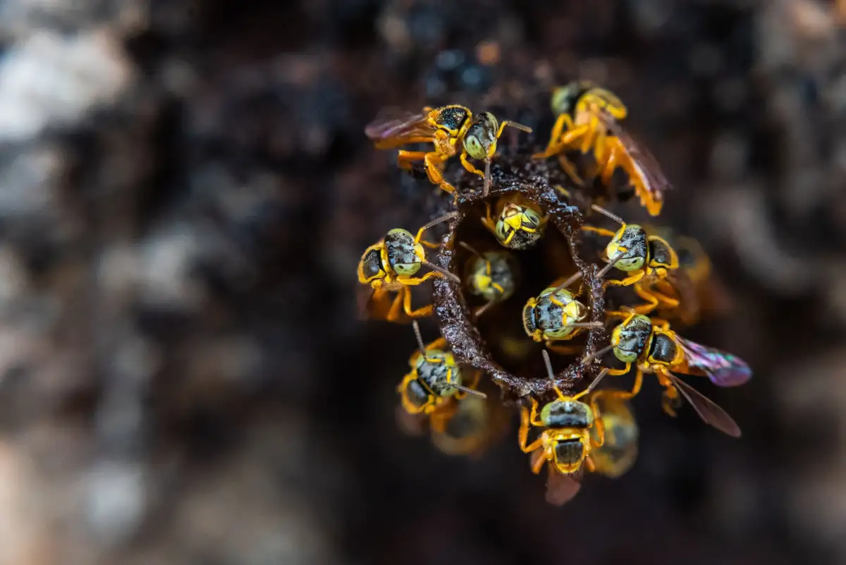 Bees found an unlikely new food source, and it could reshape how a destructive forest disease travels - 1