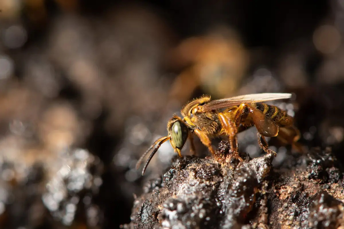 Bees found an unlikely new food source, and it could reshape how a destructive forest disease travels - 3